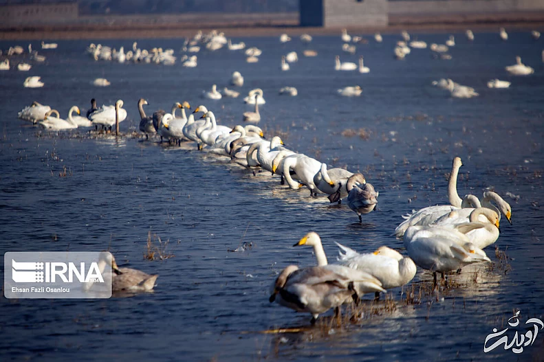 (تصاویر) قوهای فریادکش در تالاب سرخرود